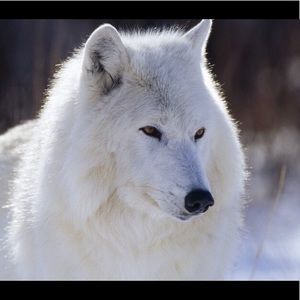 Meet your Posher, Clara